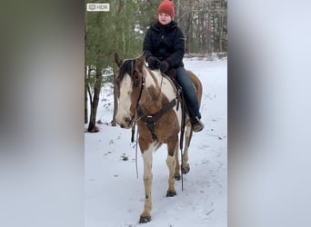 American Quarter Horse, Castrone, 14 Anni, 152 cm, Tobiano-tutti i colori