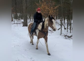 American Quarter Horse, Castrone, 14 Anni, 152 cm, Tobiano-tutti i colori