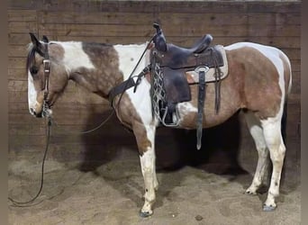 American Quarter Horse, Castrone, 14 Anni, 152 cm, Tobiano-tutti i colori