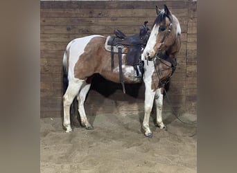 American Quarter Horse, Castrone, 14 Anni, 152 cm, Tobiano-tutti i colori