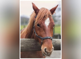 American Quarter Horse, Castrone, 14 Anni, 153 cm, Sauro