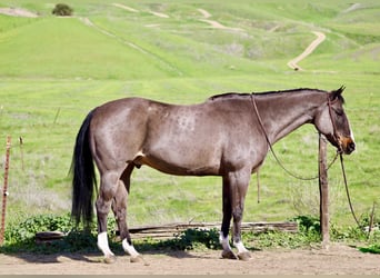 American Quarter Horse, Castrone, 14 Anni, 155 cm, Baio ciliegia