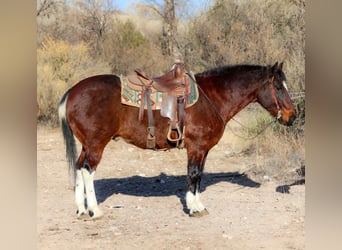 American Quarter Horse, Castrone, 14 Anni, 155 cm, Baio ciliegia