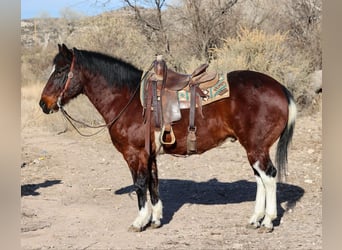 American Quarter Horse, Castrone, 14 Anni, 155 cm, Baio ciliegia