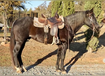 American Quarter Horse, Castrone, 14 Anni, 155 cm, Baio roano