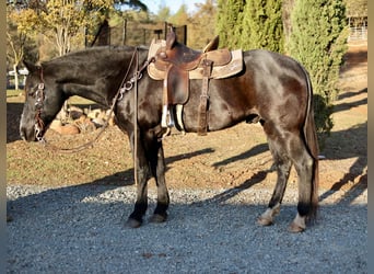 American Quarter Horse, Castrone, 14 Anni, 155 cm, Baio roano