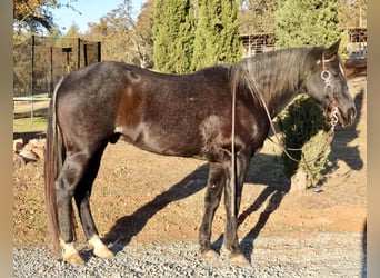 American Quarter Horse, Castrone, 14 Anni, 155 cm, Baio roano