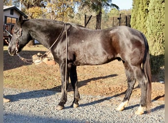 American Quarter Horse, Castrone, 14 Anni, 155 cm, Baio roano