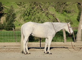 American Quarter Horse, Castrone, 14 Anni, 155 cm, Grigio