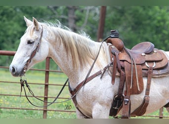 American Quarter Horse, Castrone, 14 Anni, 155 cm, Grigio