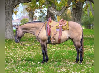 American Quarter Horse, Castrone, 14 Anni, 155 cm, Grullo