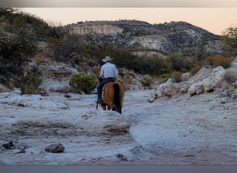 American Quarter Horse, Castrone, 14 Anni, 155 cm, Overo-tutti i colori