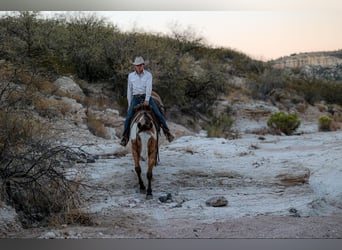 American Quarter Horse, Castrone, 14 Anni, 155 cm, Overo-tutti i colori