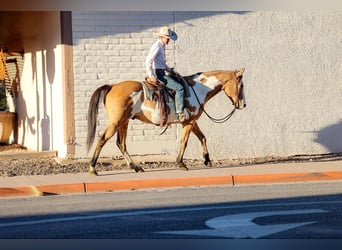 American Quarter Horse, Castrone, 14 Anni, 155 cm, Overo-tutti i colori