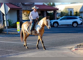 American Quarter Horse, Castrone, 14 Anni, 155 cm, Overo-tutti i colori