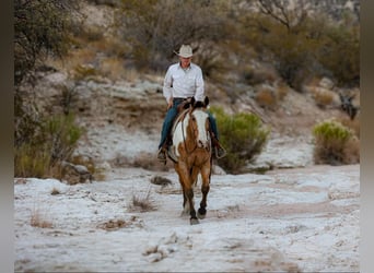 American Quarter Horse, Castrone, 14 Anni, 155 cm, Overo-tutti i colori