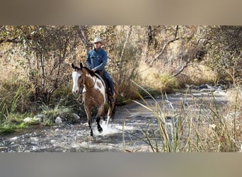 American Quarter Horse, Castrone, 14 Anni, 155 cm, Overo-tutti i colori