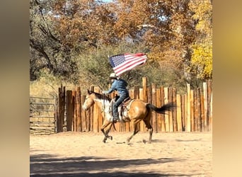 American Quarter Horse, Castrone, 14 Anni, 155 cm, Overo-tutti i colori