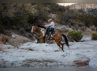 American Quarter Horse, Castrone, 14 Anni, 155 cm, Overo-tutti i colori