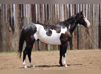 American Quarter Horse, Castrone, 14 Anni, 155 cm, Overo-tutti i colori