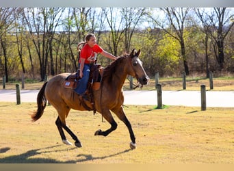 American Quarter Horse, Castrone, 14 Anni, 155 cm, Pelle di daino