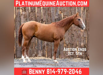 American Quarter Horse, Castrone, 14 Anni, 155 cm, Sauro scuro