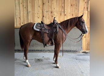 American Quarter Horse, Castrone, 14 Anni, 155 cm, Sauro scuro