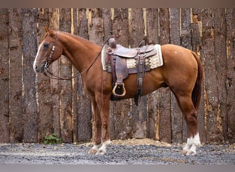 American Quarter Horse, Castrone, 14 Anni, 155 cm, Sauro scuro