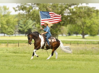 American Quarter Horse, Castrone, 14 Anni, 155 cm, Tobiano-tutti i colori