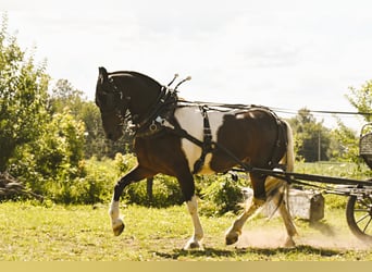 American Quarter Horse, Castrone, 14 Anni, 155 cm, Tobiano-tutti i colori