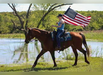 American Quarter Horse, Castrone, 14 Anni, 157 cm, Baio roano