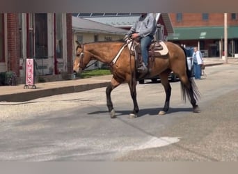 American Quarter Horse, Castrone, 14 Anni, 157 cm, Pelle di daino
