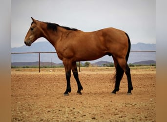 American Quarter Horse, Castrone, 14 Anni, 157 cm, Pelle di daino