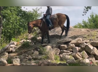 American Quarter Horse, Castrone, 14 Anni, 157 cm, Pelle di daino