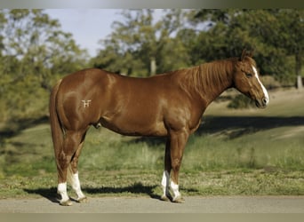 American Quarter Horse, Castrone, 14 Anni, 157 cm, Sauro ciliegia