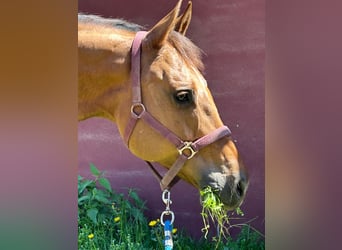 American Quarter Horse, Castrone, 14 Anni, 158 cm, Red dun