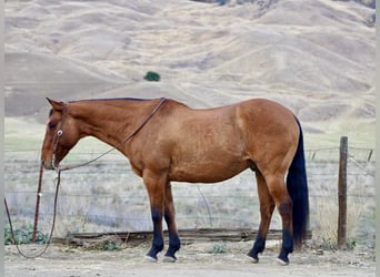 American Quarter Horse, Castrone, 14 Anni, 160 cm, Falbo