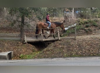 American Quarter Horse, Castrone, 14 Anni, 160 cm, Falbo