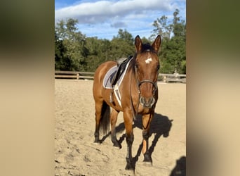 American Quarter Horse, Castrone, 14 Anni, 160 cm, Falbo