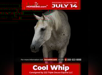 American Quarter Horse, Castrone, 14 Anni, 160 cm, Grigio