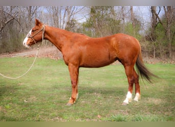 American Quarter Horse, Castrone, 14 Anni, 160 cm, Overo-tutti i colori