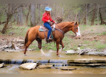 American Quarter Horse, Castrone, 14 Anni, 160 cm, Overo-tutti i colori