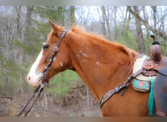 American Quarter Horse, Castrone, 14 Anni, 160 cm, Overo-tutti i colori