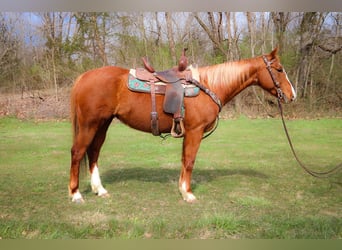 American Quarter Horse, Castrone, 14 Anni, 160 cm, Overo-tutti i colori