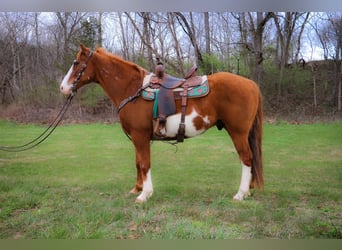American Quarter Horse, Castrone, 14 Anni, 160 cm, Overo-tutti i colori