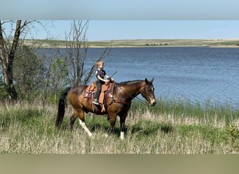 American Quarter Horse, Castrone, 14 Anni, 160 cm, Pelle di daino