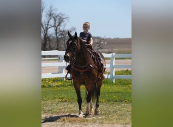 American Quarter Horse, Castrone, 14 Anni, 160 cm, Pelle di daino
