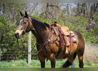 American Quarter Horse, Castrone, 14 Anni, 160 cm, Pelle di daino