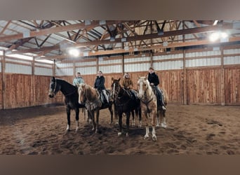 American Quarter Horse, Castrone, 14 Anni, 160 cm, Pelle di daino