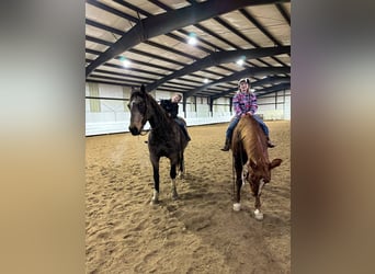 American Quarter Horse, Castrone, 14 Anni, 160 cm, Pelle di daino